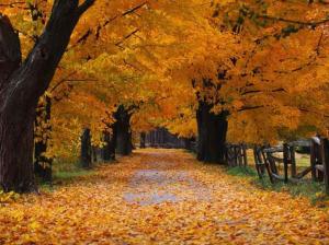 imagenes-paisajes  de otoño-d7
